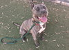 BRUTUS - Photo 1