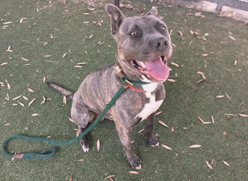 BRUTUS - Pit Bull Terrier available for adoption