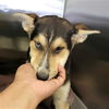 adoptable Dog in  named BRANDO