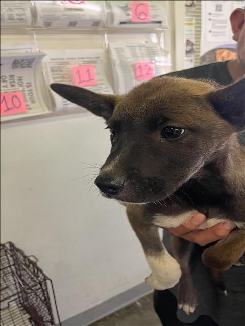 adoptable Dog in Los Angeles, CA named A2210671
