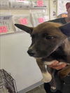 adoptable Dog in  named A2210671