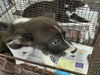 adoptable Dog in  named A2210673
