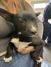 adoptable Dog in  named A2210674