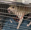 adoptable Dog in Los Angeles, CA named DAEBAKI