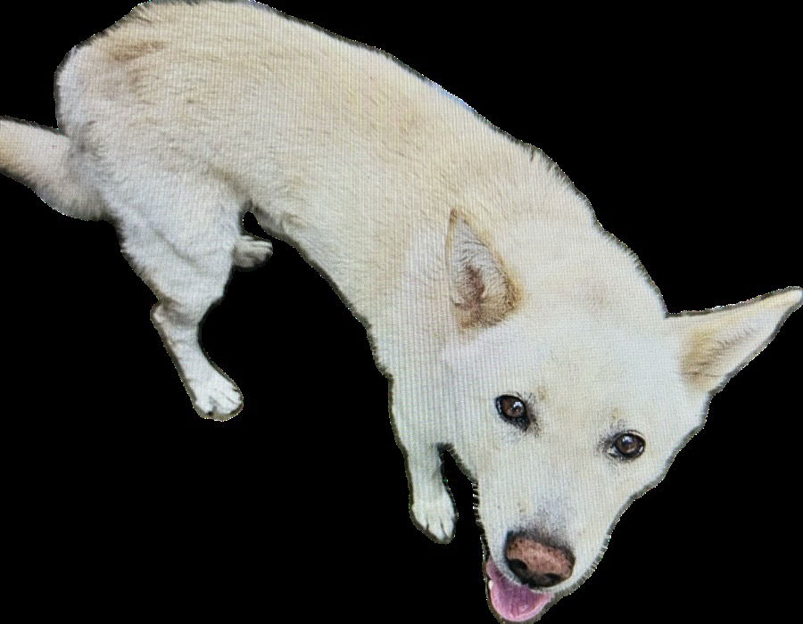 adoptable Dog in Los Angeles, CA named DAEBAKI