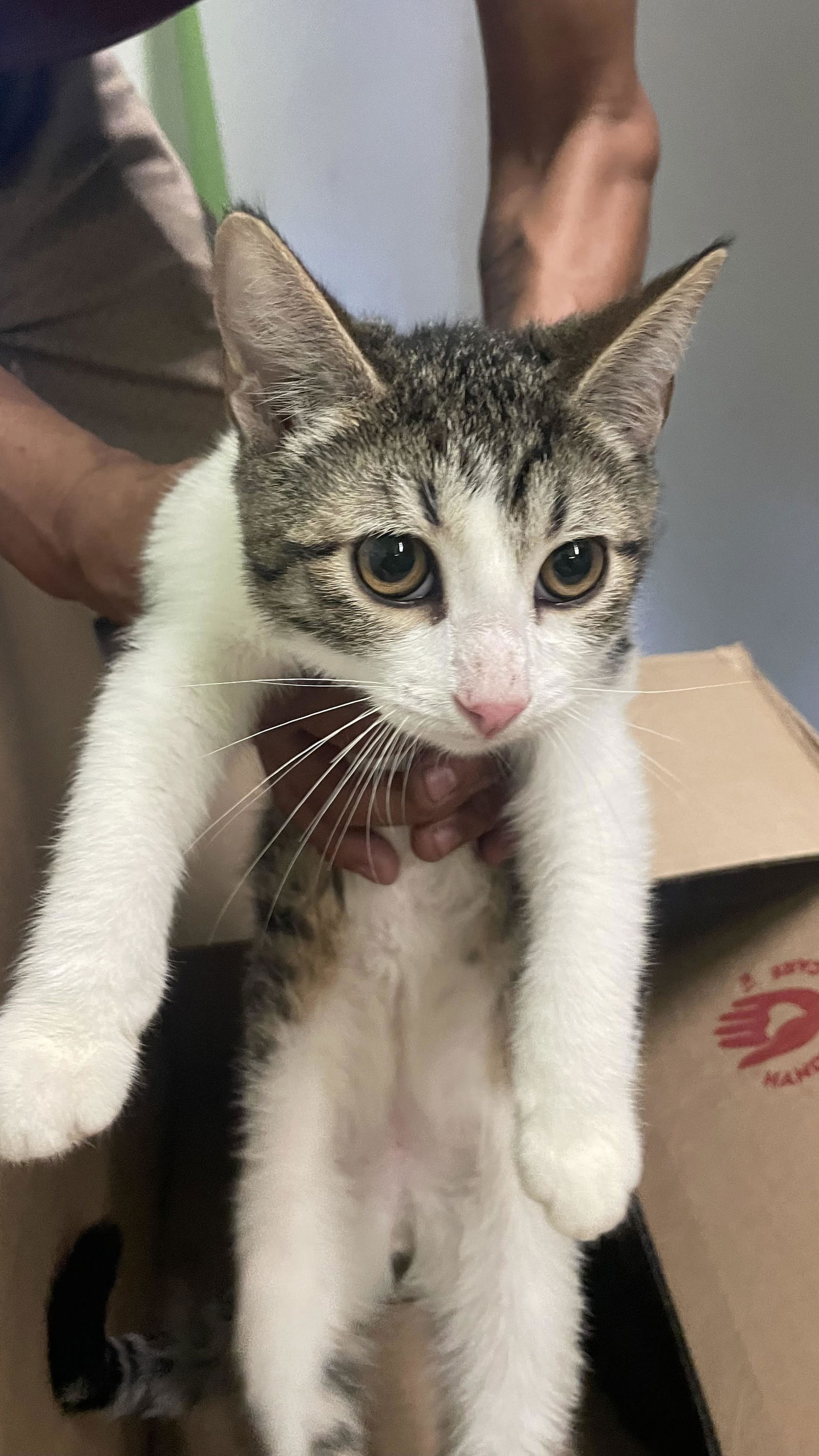 adoptable Cat in Los Angeles, CA named FREDIE