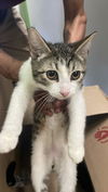 adoptable Cat in Los Angeles, CA named FREDIE