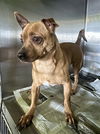 adoptable Dog in  named KASHMIR