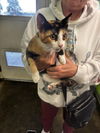 adoptable Cat in Los Angeles, CA named PENNY