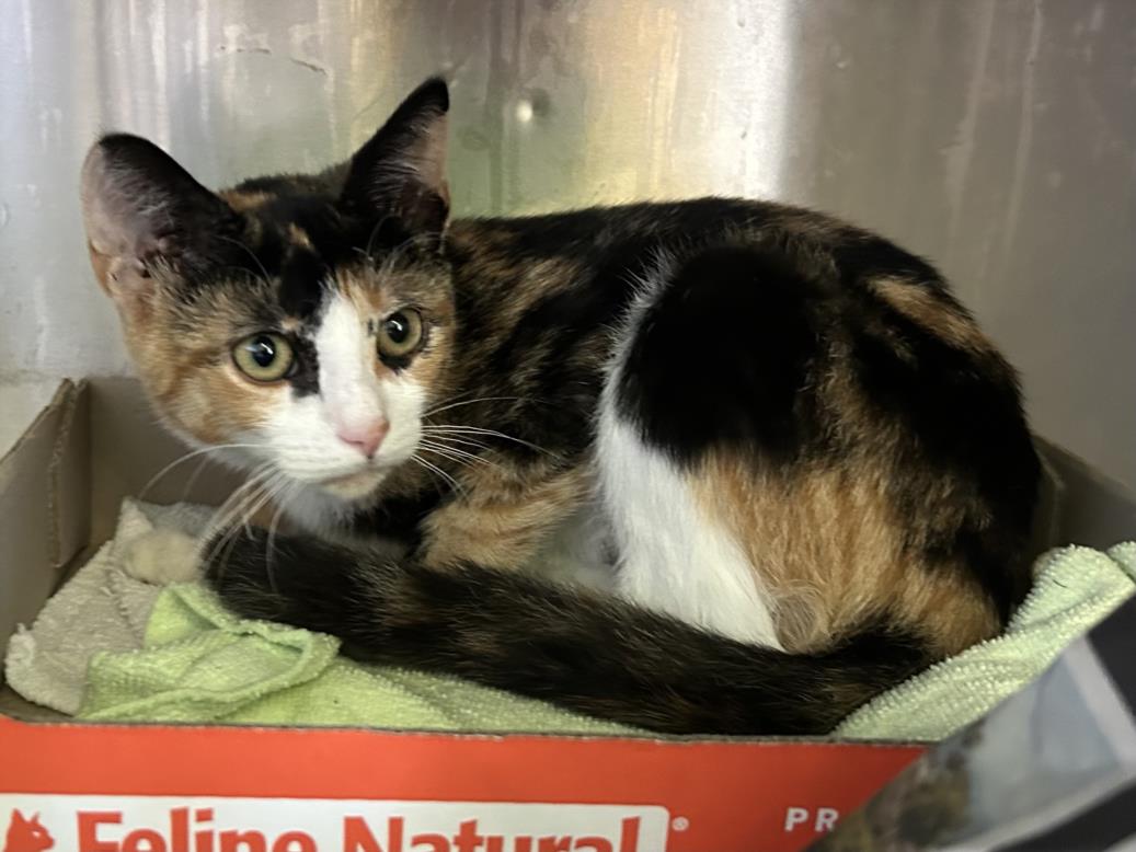 adoptable Cat in Los Angeles, CA named PENNY