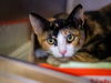 adoptable Cat in Los Angeles, CA named PENNY