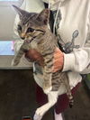 adoptable Cat in Los Angeles, CA named DIME