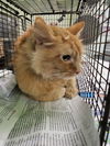 adoptable Cat in  named SOY