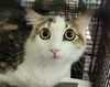 adoptable Cat in Los Angeles, CA named SHIQUIS
