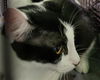 adoptable Cat in Los Angeles, CA named FELIX