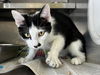 adoptable Cat in Los Angeles, CA named FELIX