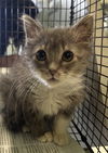 adoptable Cat in Los Angeles, CA named TUNA