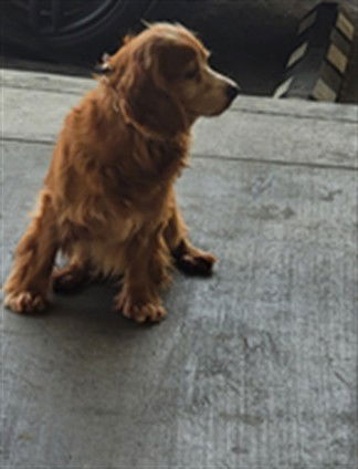 adoptable Dog in Los Angeles, CA named JACK DANIELS
