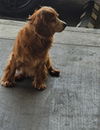 adoptable Dog in Los Angeles, CA named JACK DANIELS