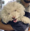 adoptable Dog in Los Angeles, CA named ICE