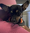 adoptable Dog in Los Angeles, CA named YOGIE