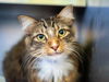 adoptable Cat in  named MIA