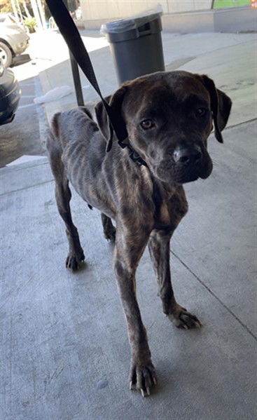 adoptable Dog in Los Angeles, CA named LISA