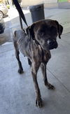 adoptable Dog in Los Angeles, CA named LISA