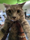 adoptable Cat in Los Angeles, CA named SPOON