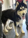 adoptable Dog in  named GORDO