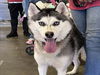 adoptable Dog in  named CHAPARRA
