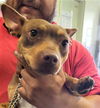 adoptable Dog in Los Angeles, CA named BRANDIE