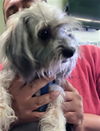 adoptable Dog in Los Angeles, CA named HAZEL