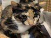 adoptable Cat in Los Angeles, CA named PATCHES