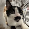 adoptable Cat in Los Angeles, CA named MUSTACHE