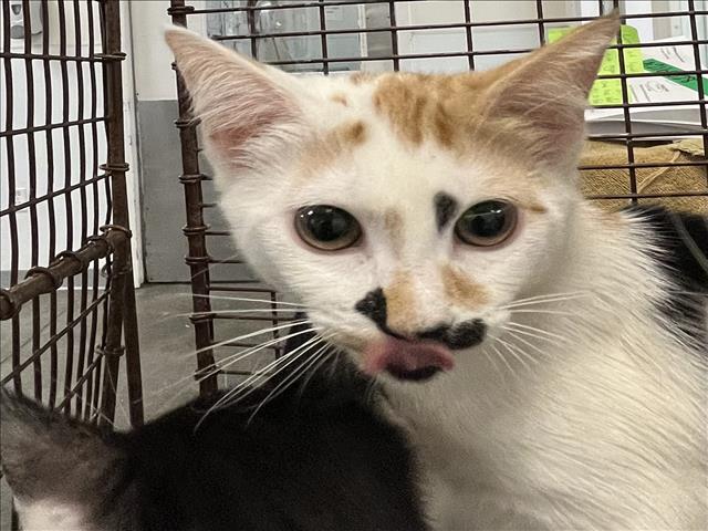 adoptable Cat in Los Angeles, CA named MAKI