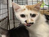 adoptable Cat in Los Angeles, CA named MAKI