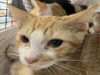 adoptable Cat in Los Angeles, CA named GARFIELD