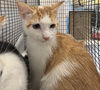 adoptable Cat in Los Angeles, CA named SIMBA