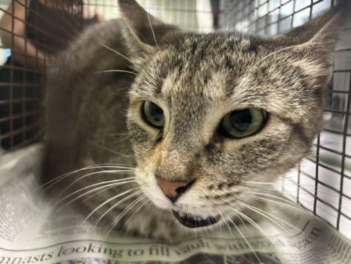 adoptable Cat in Los Angeles, CA named PIRANHA