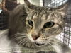 adoptable Cat in Los Angeles, CA named PIRANHA