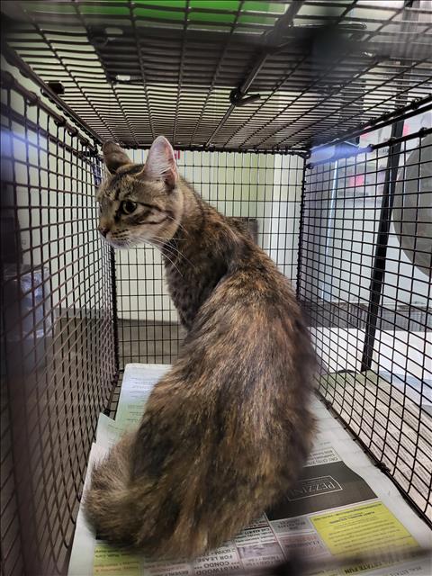 adoptable Cat in Los Angeles, CA named CHARLIE