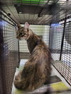 adoptable Cat in Los Angeles, CA named CHARLIE