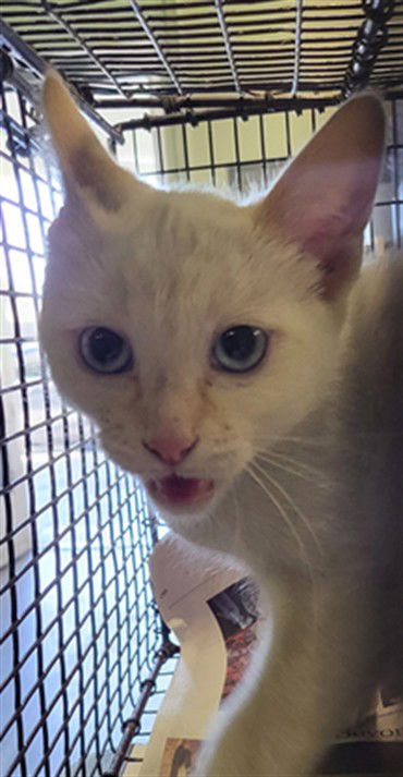 adoptable Cat in Los Angeles, CA named SNOW BALL