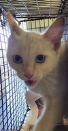 adoptable Cat in Los Angeles, CA named SNOW BALL