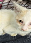 adoptable Cat in Los Angeles, CA named A2211141