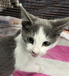 adoptable Cat in Los Angeles, CA named A2211142
