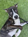 adoptable Dog in  named GIRLY