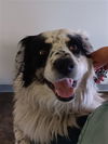 adoptable Dog in  named MANCHAS