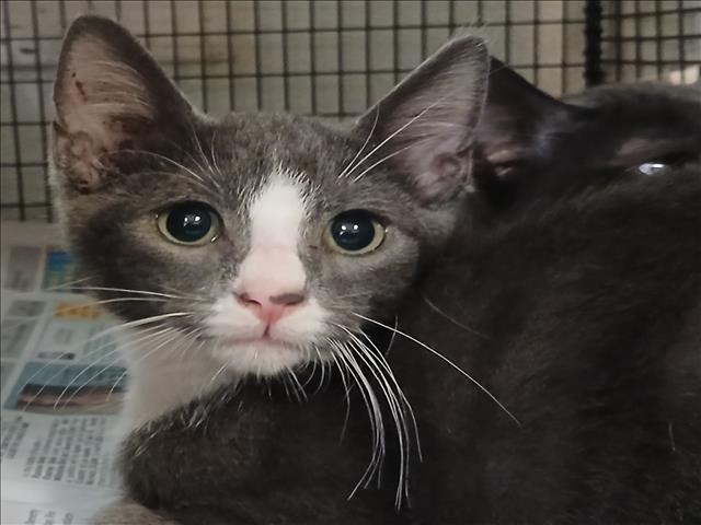 adoptable Cat in Los Angeles, CA named ROMY